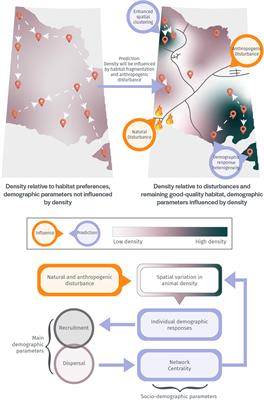 Identification of familial networks reveals sex-specific density dependence in the dispersal and reproductive success of an endangered ungulate